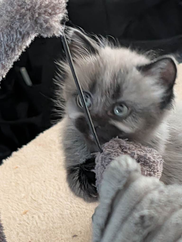 Beautiful kitten for sale