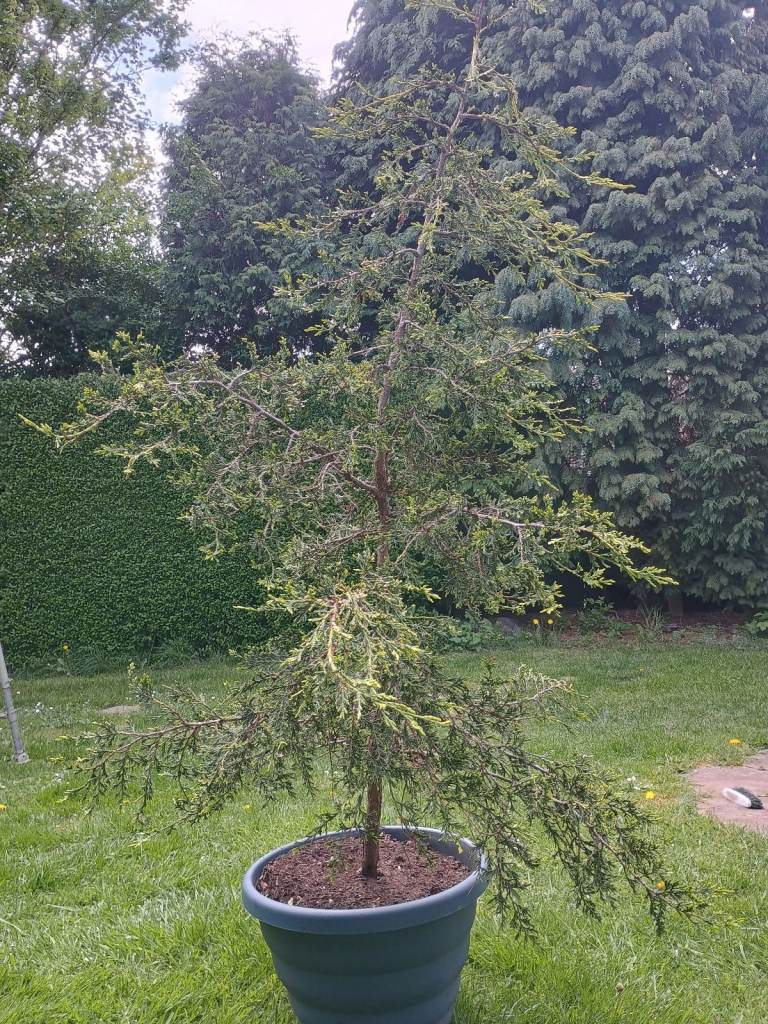 Golden Leylandi Conifer 6ft