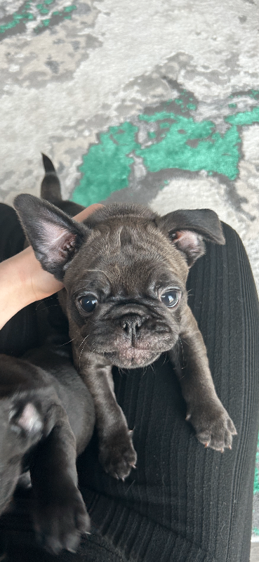 FRUG puppies only 2 left !