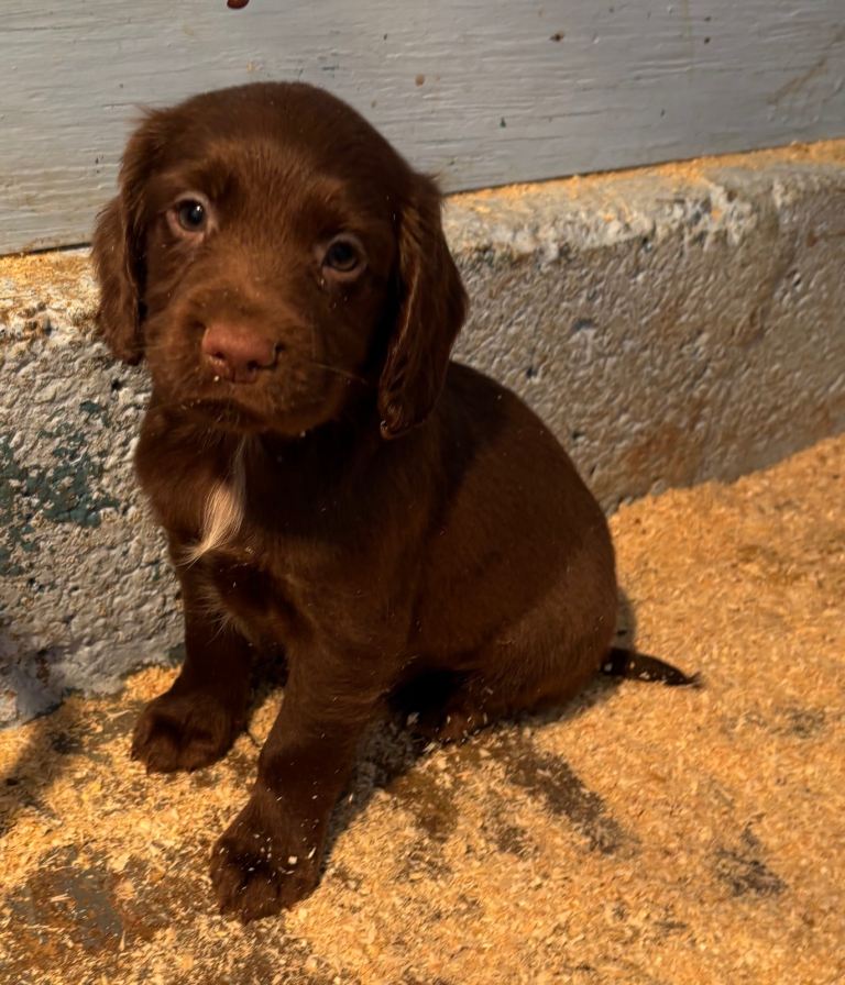 Beautiful Working Cocker Spanial