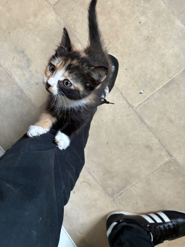 Sittingbourne ME10, Gorgeous Tortie-Calico Kitten Seeking Forever Family