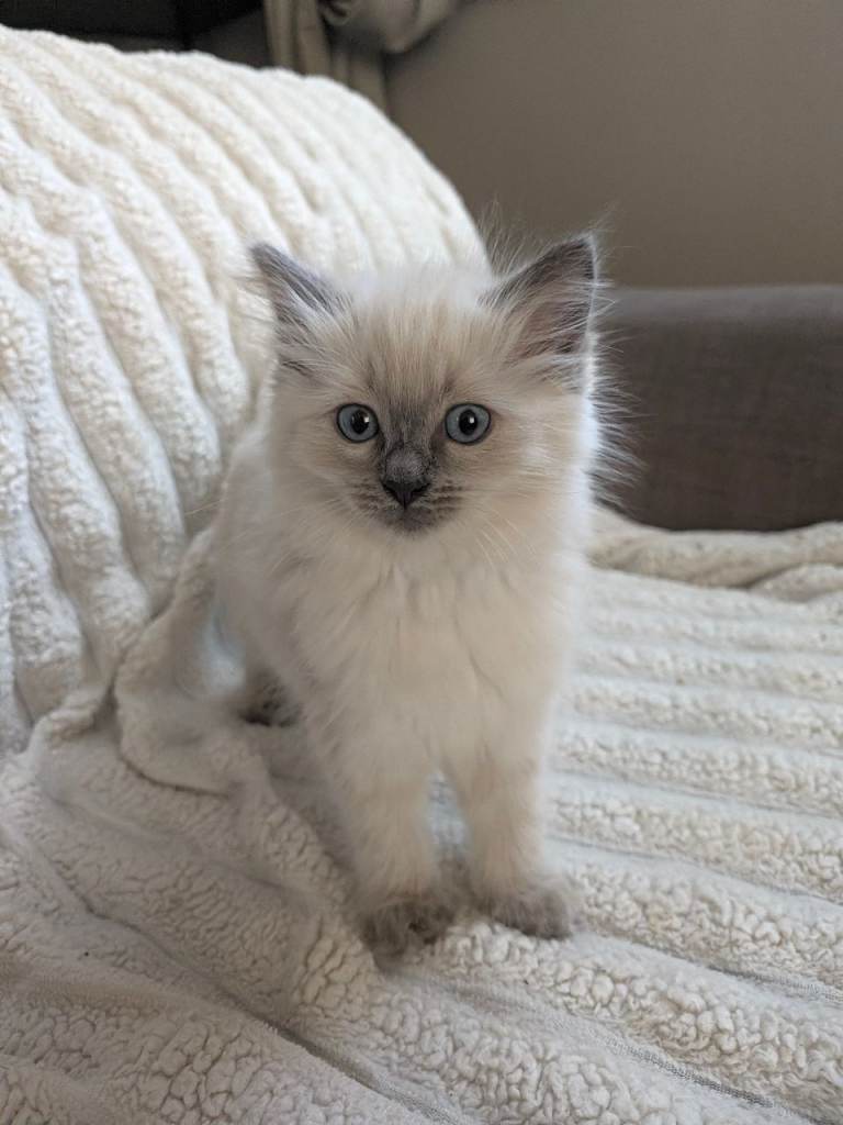 Beautiful ragdoll kitten 