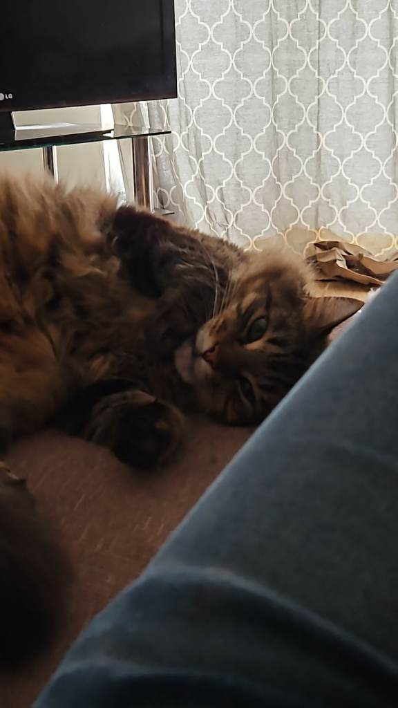 Jasper - Needs a good home
