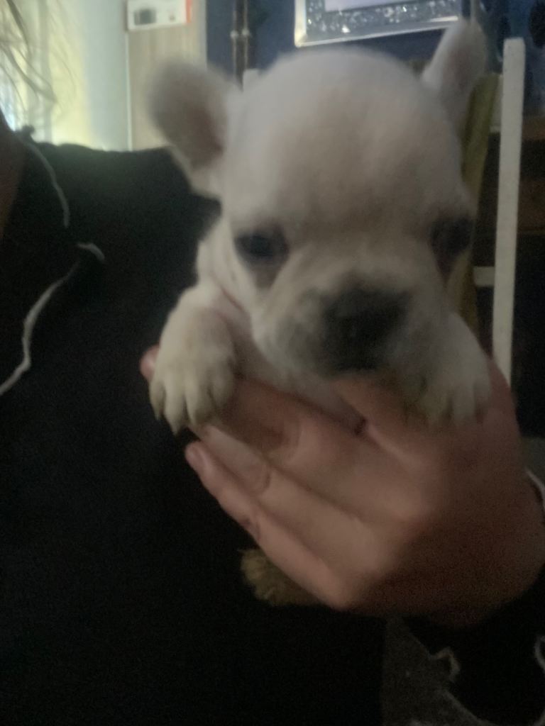 French bulldog puppies 