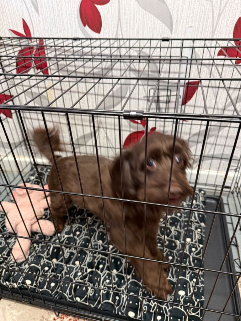 Cockapoo female dog 