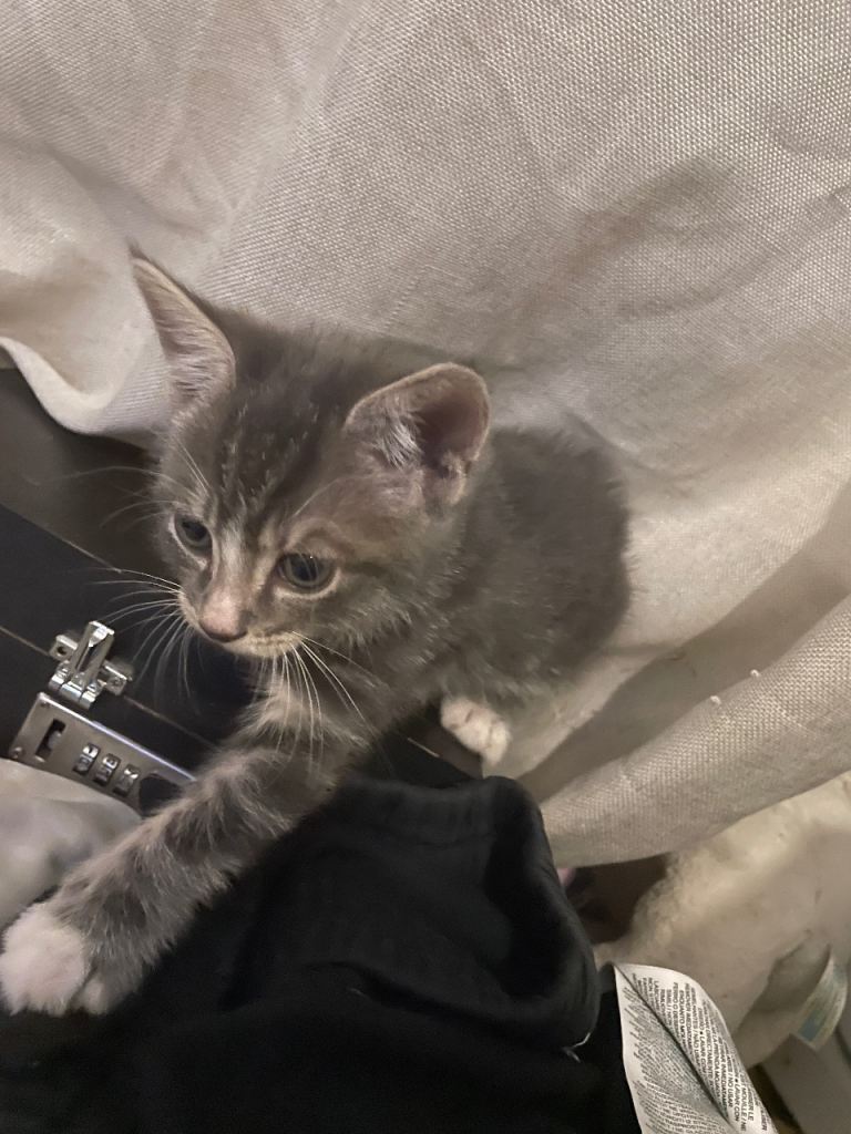 British short hair / tabby mix