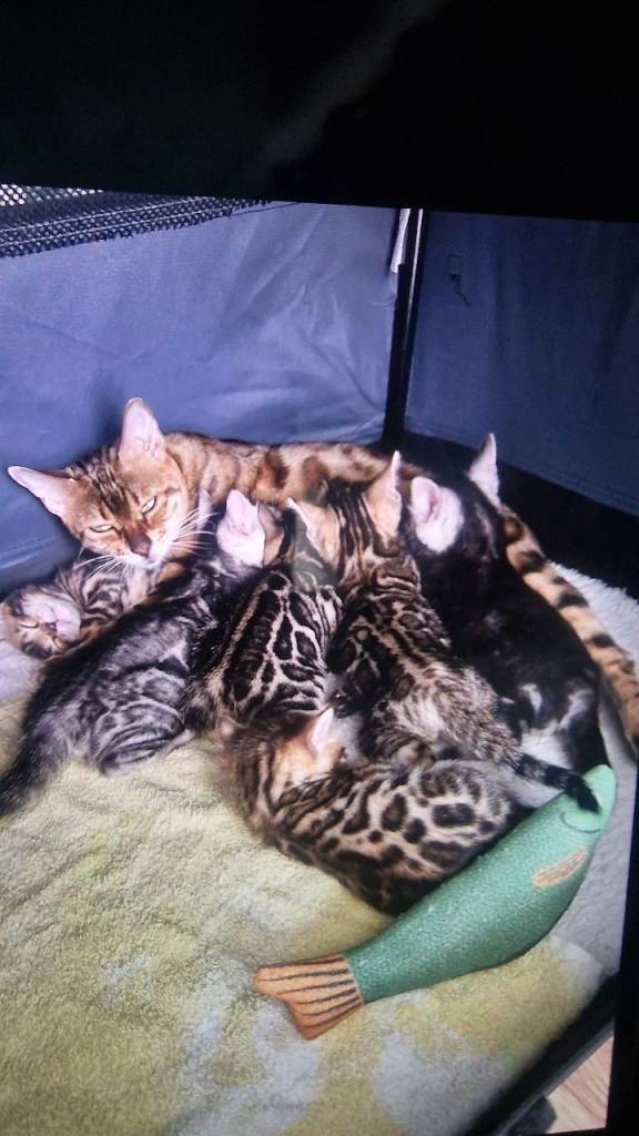 Bengal kittens 