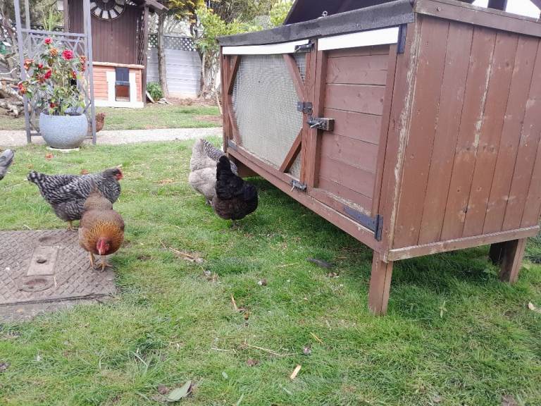 Chicken Coop 🐔 