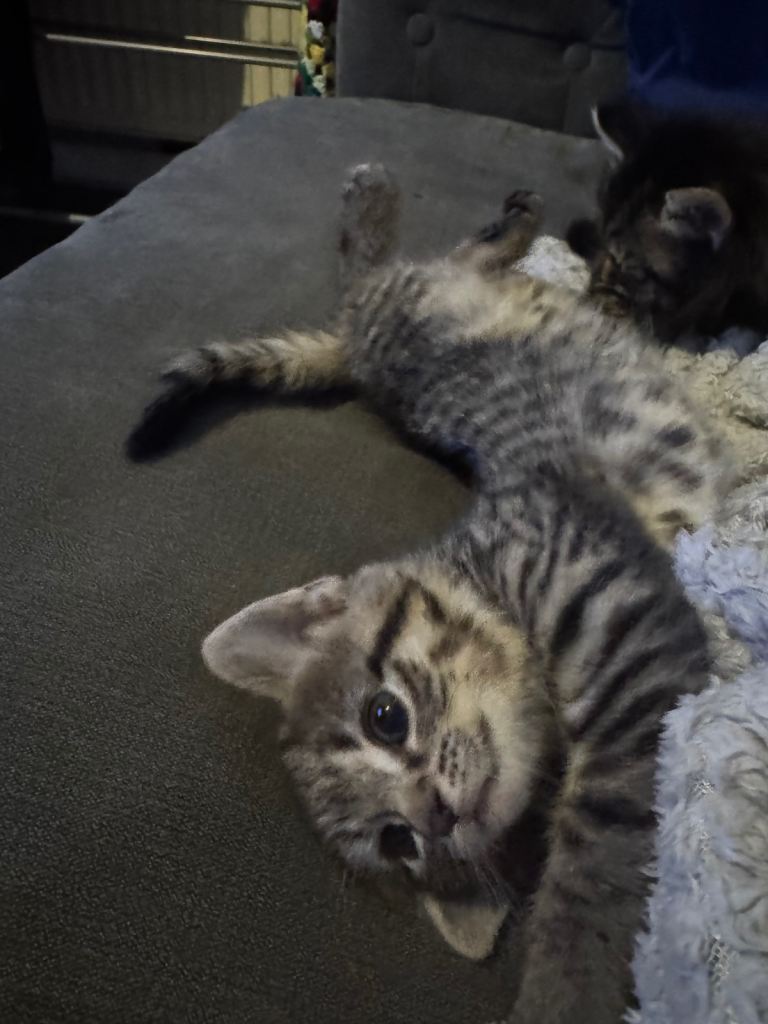 1 beautiful Norweigan forest x maine coon kittens. 