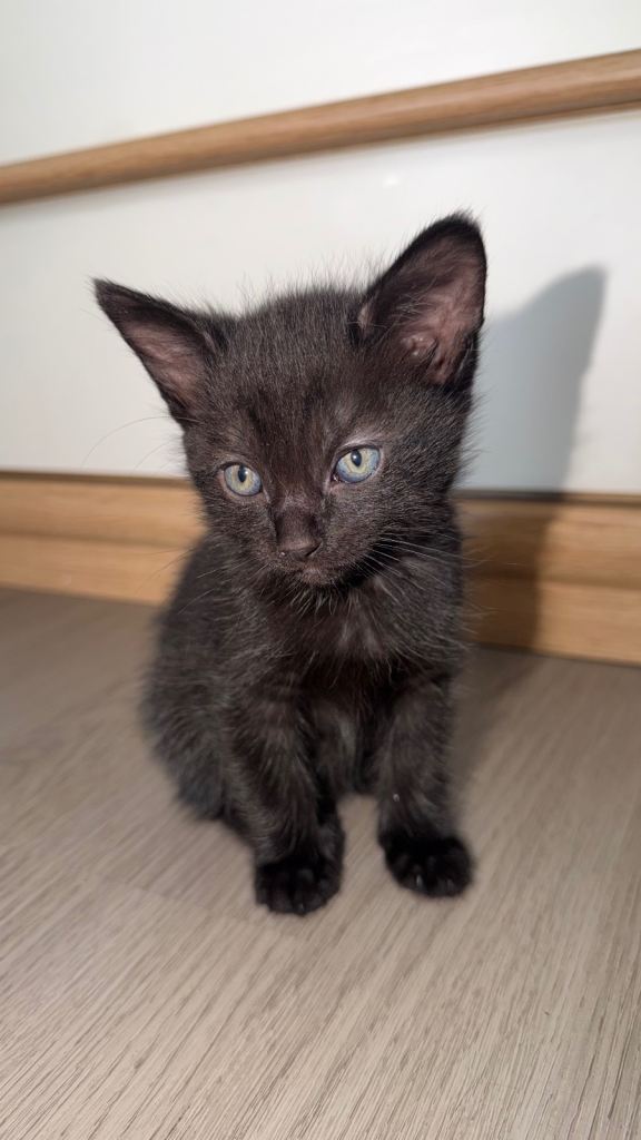 Kittens for sale!