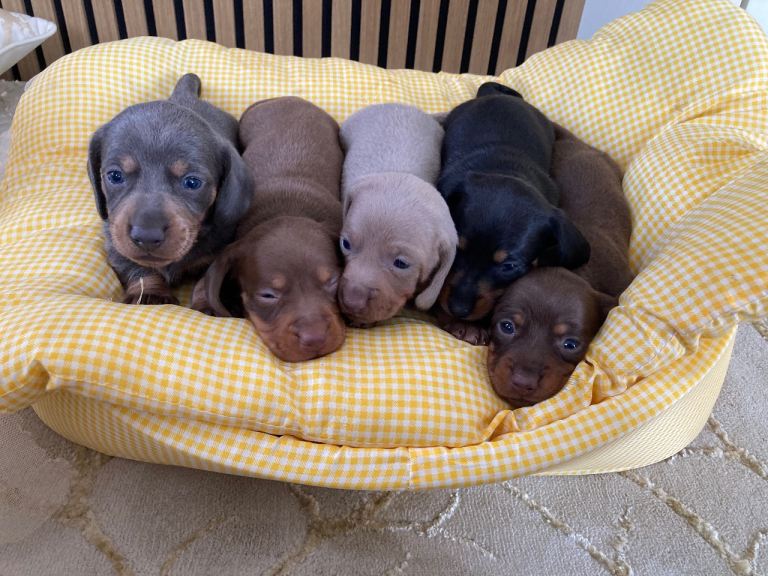 Mini dachshund puppies 