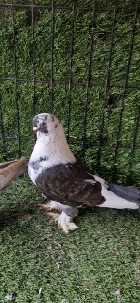 Kurdish pigeons 