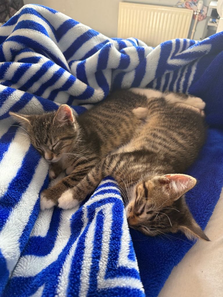 2 Beautiful Tabby Kittens Looking for Loving Homes - Please Read the Description
