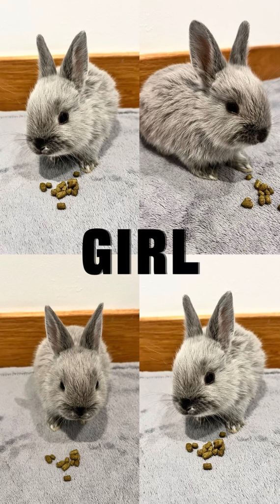 Netherland dwarf x lion head bunnies