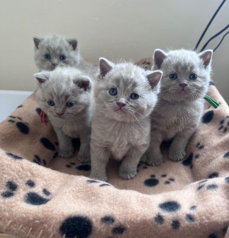 Chunky British Shorthair Baby Girls 🐾