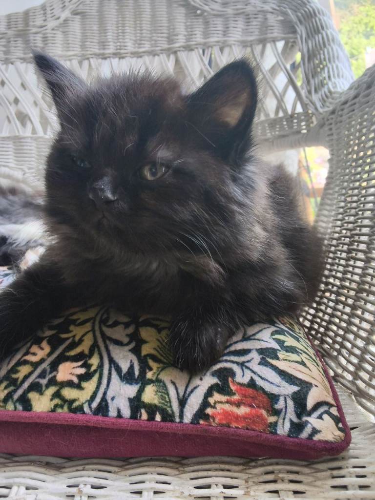 Persian cross kittens