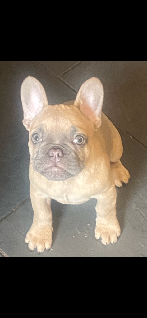 12 weeks old French bulldog puppy 