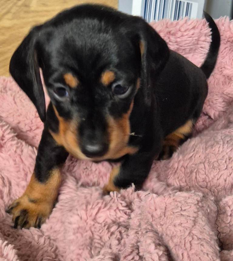 Miniature dachshound 