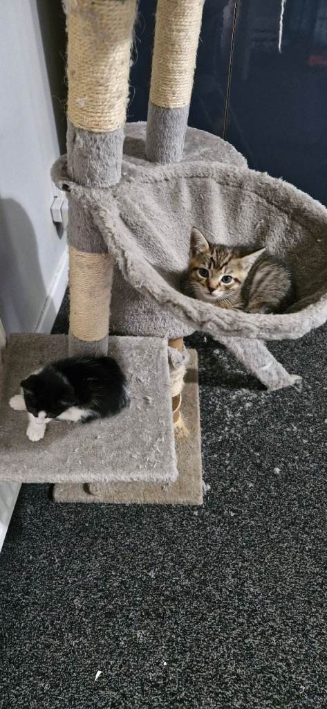 Kittens for sale