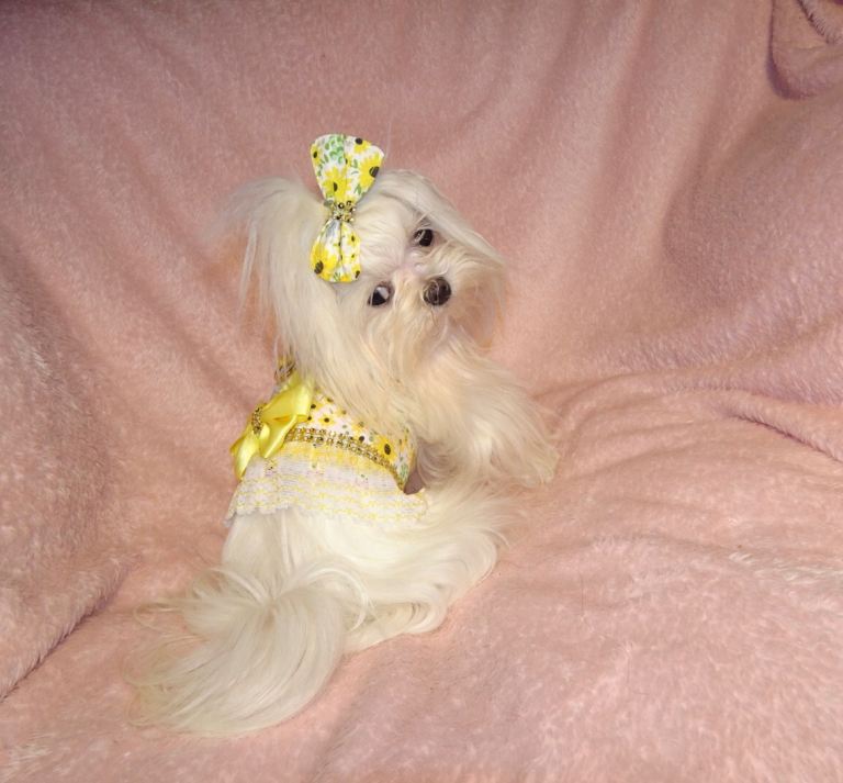 ***XXXXXXXS Ultra Rare Micro Black White Tiny F1 Maltese X Toy Poodle Maltipoo Puppy 5 months old***