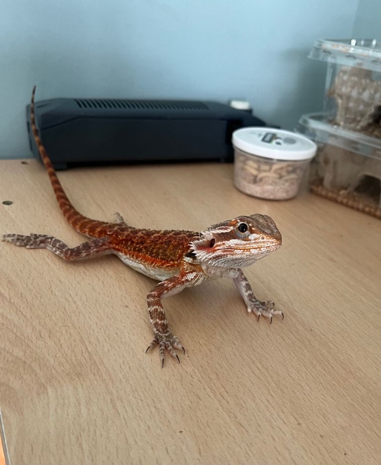 Bearded Dragon with Cage