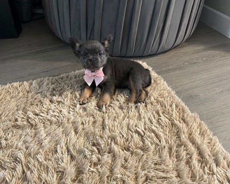 Adorable fluffy French bulldog 