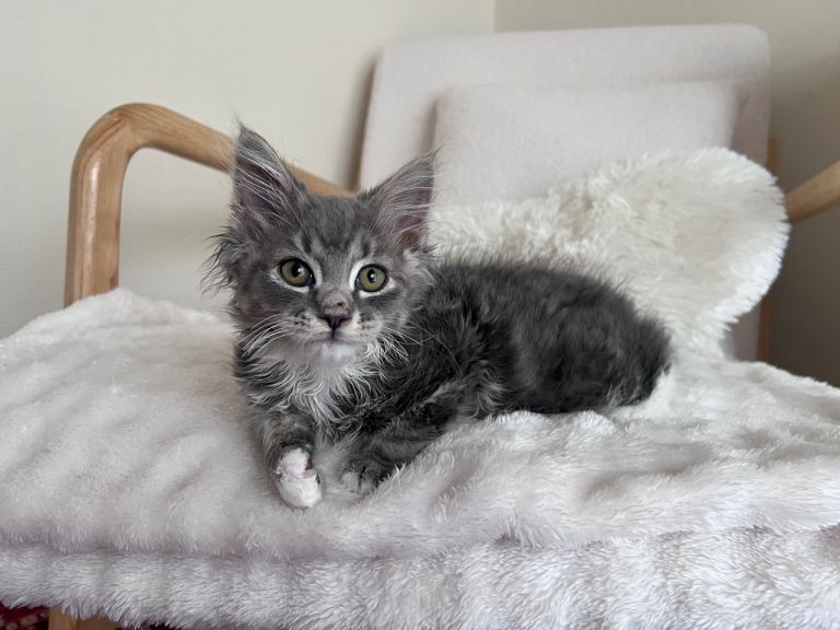 Male indoor kitty 