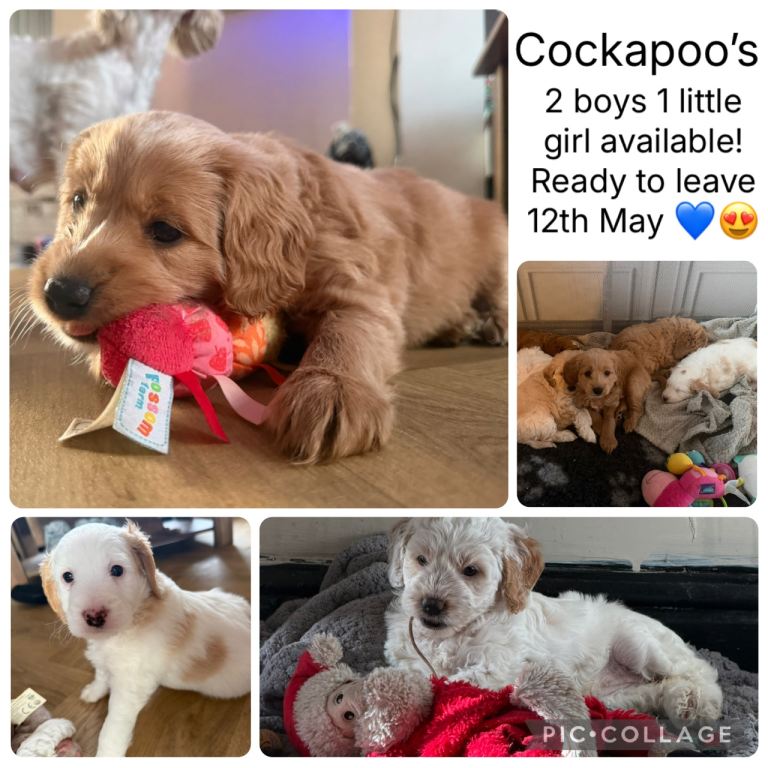Cockapoo - Last 3 available 