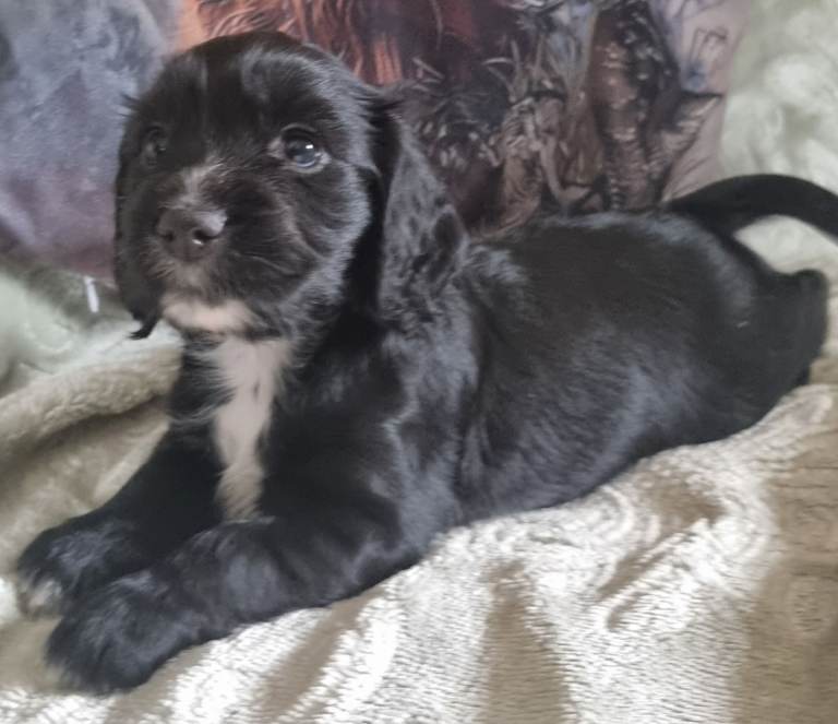 Cocker spaniel pups 