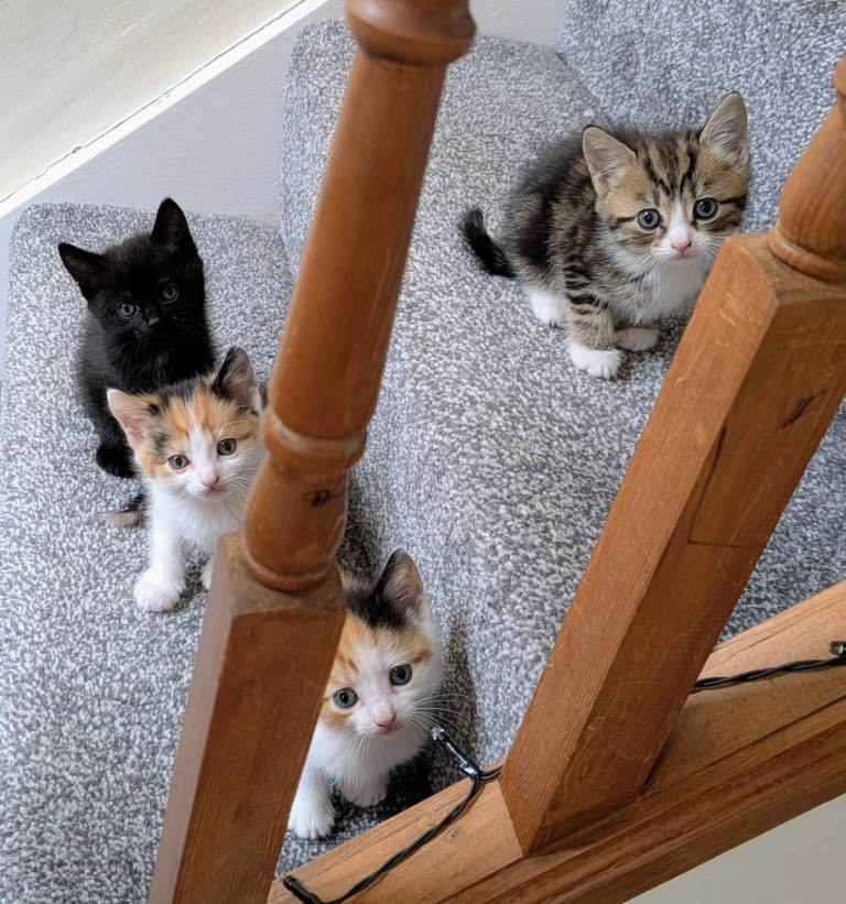 Kittens 8 weeks old