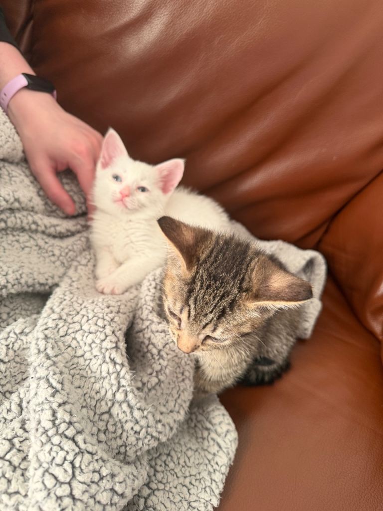 KITTENS 8 weeks old AVAILABLE NOW 