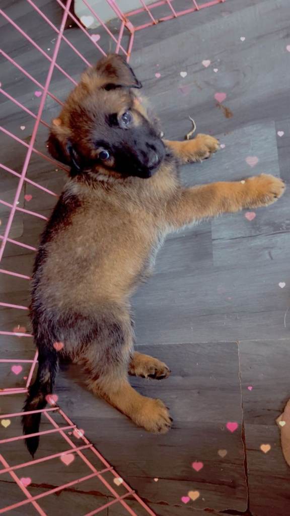 Belgian mali puppies