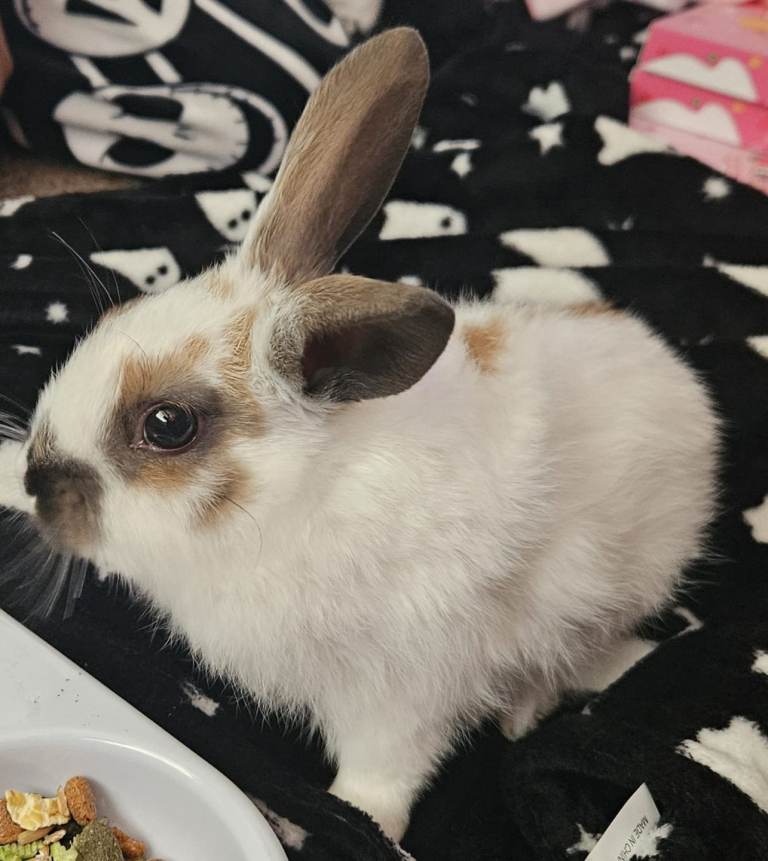 Baby rabbit 