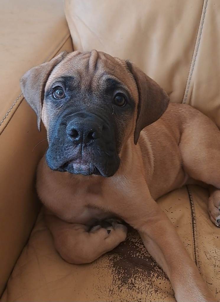 Cane Corso Mastiff X puppy 