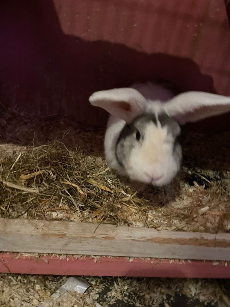 5 beautiful baby rabbits for sale 