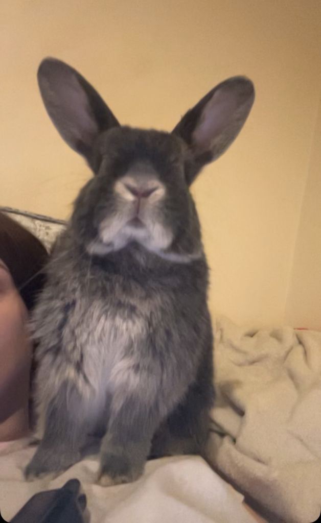 Friendly Grey Male Rabbit Ready for a New Home