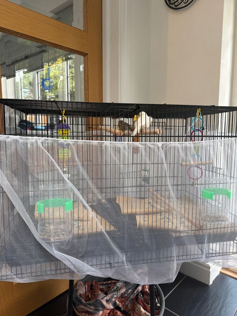 Bird Cage for Sale 