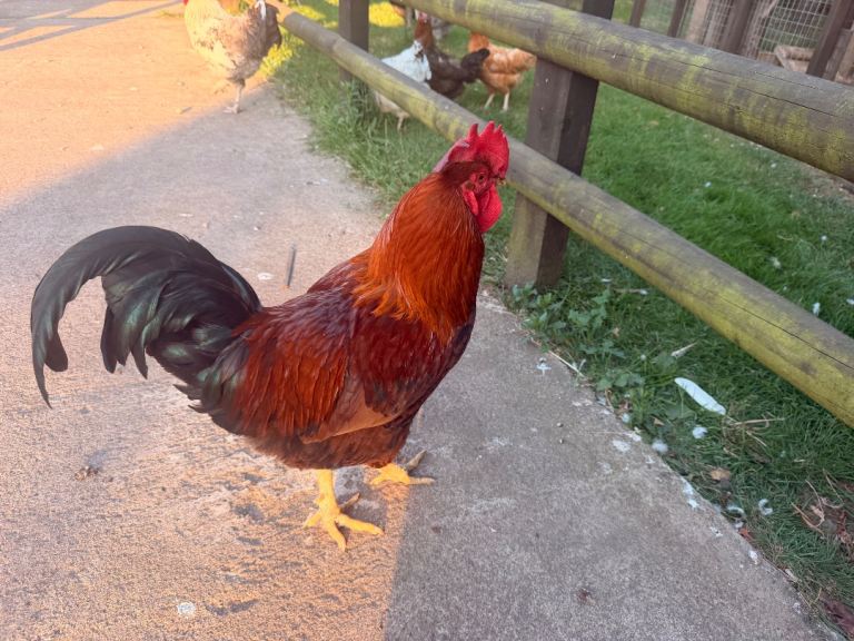 9 Laying Hens chickens and 2 quality cockerels 
