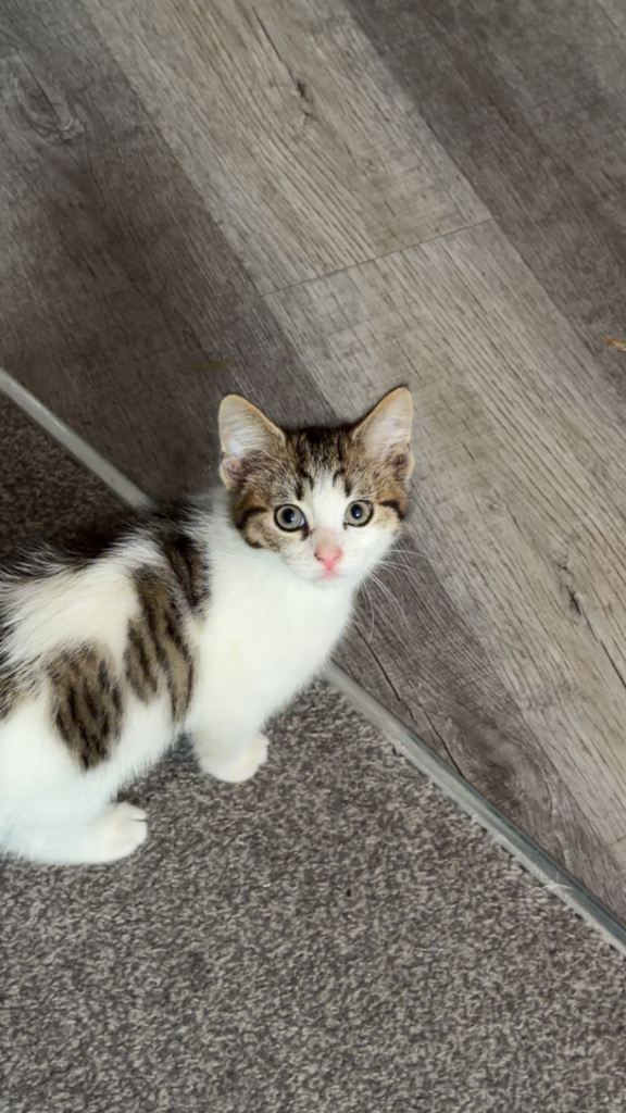 Kitten for sale, 8 weeks ready to leave 