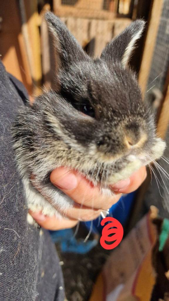 Beautiful baby mini lops 