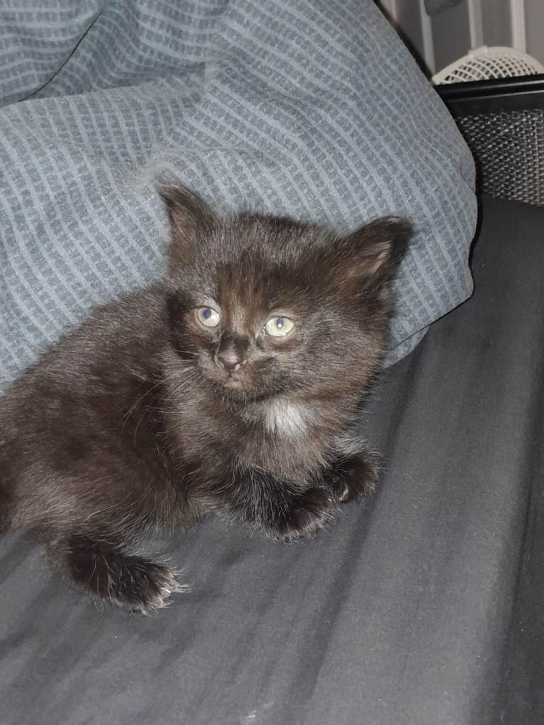 Black fluffy kitten