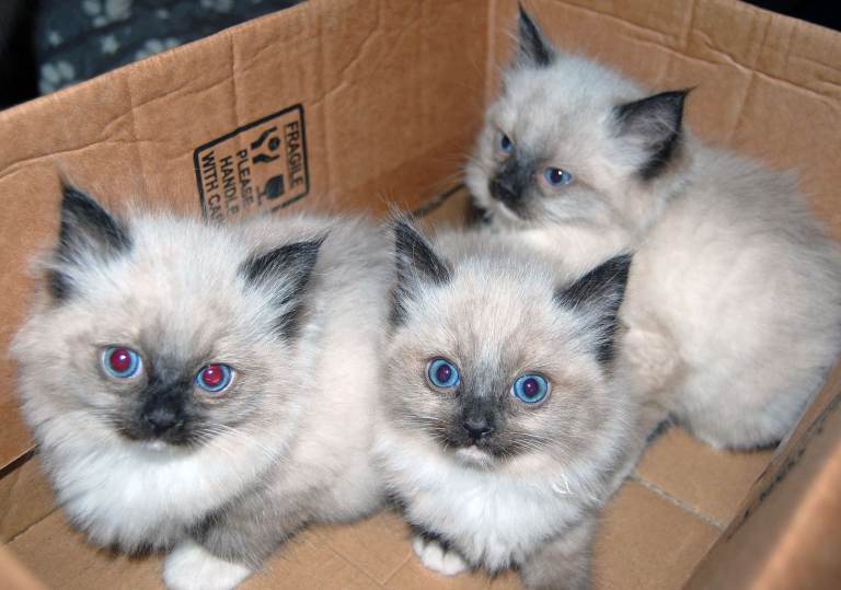 Pure Ragdoll Kittens - 3 Seal Point Girls - born 11/4/2026. Price each.