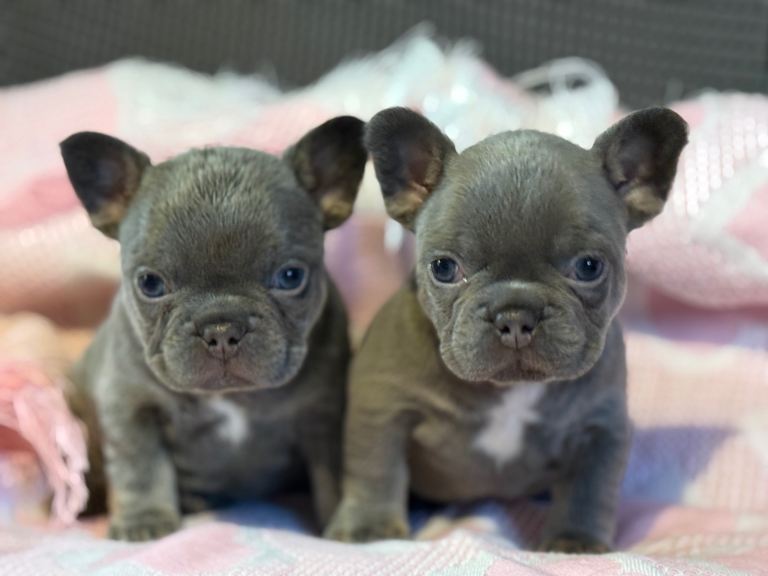 KC REGISTERED FRENCH BULLDOGS