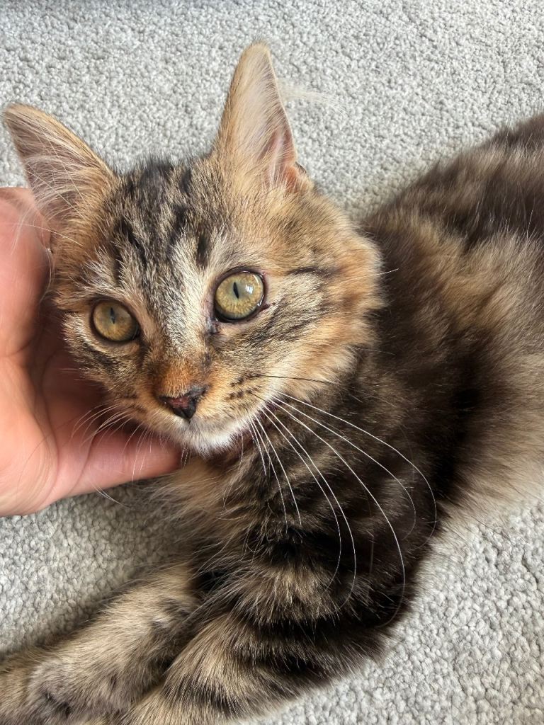 Kittens (last one left)