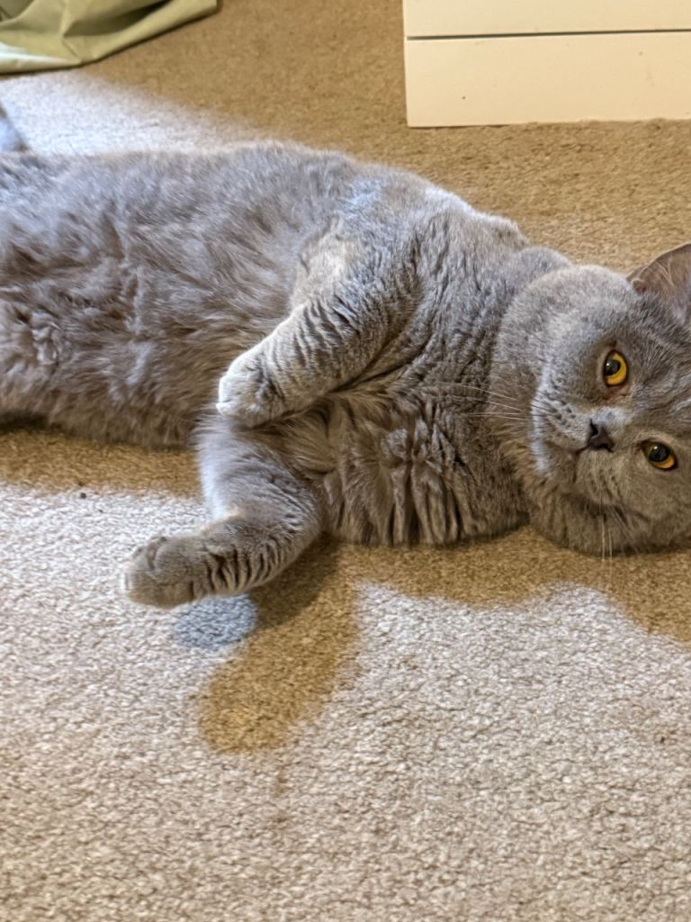 🐾 Beautiful Blue British Shorthair Looking for a Loving Home 🐾