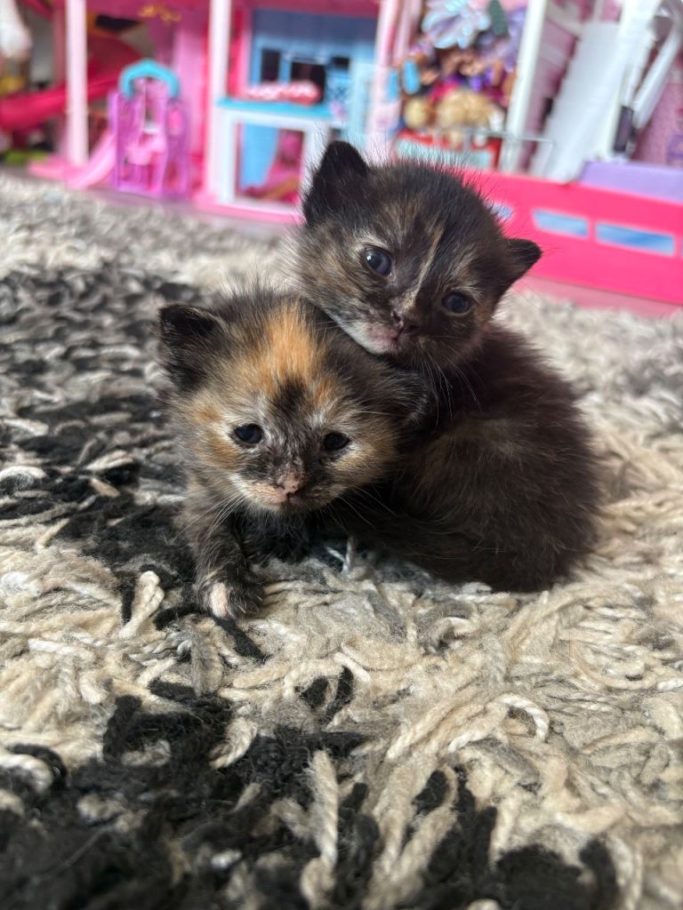 4 week old tabby kittens