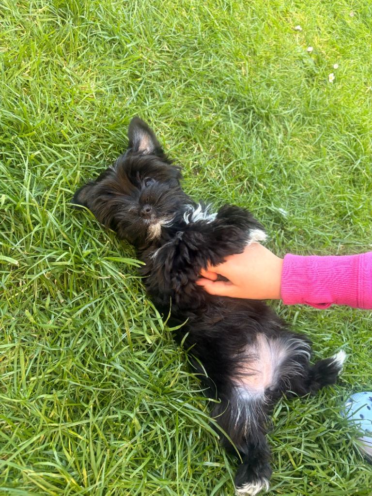 Mini rare black and white Yorkshire Terrier only two girls left