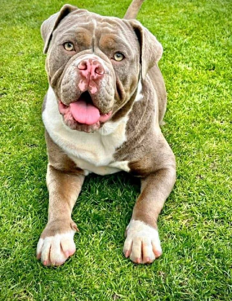 Beautiful lilac & white old English bulldog 