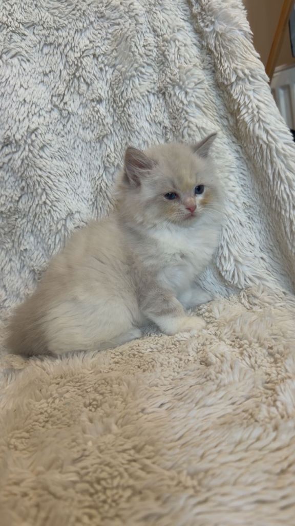 European Ragdolls Blue Bi colour 
