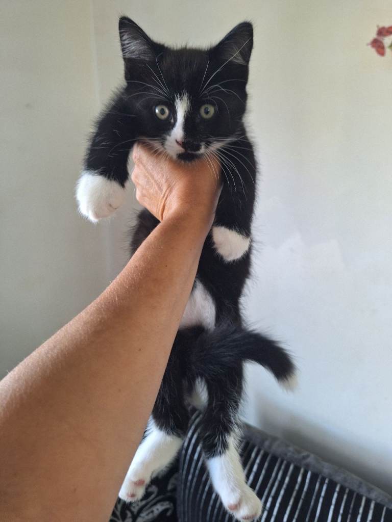 Kittens